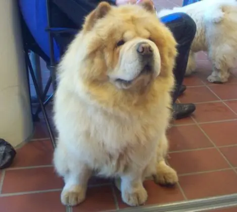 Chinese Chow-Chow dog