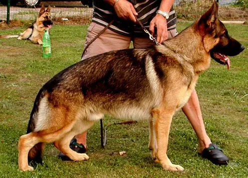 German Shepherd (Alsation) dog breed