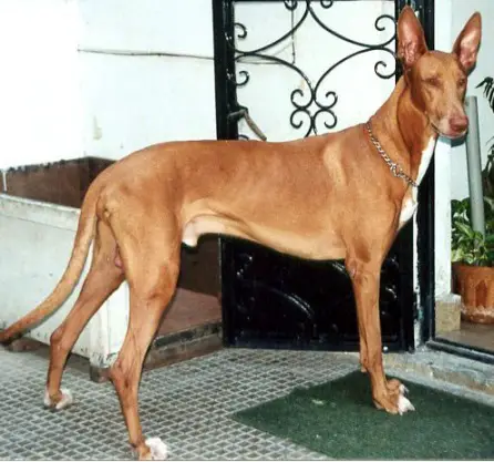 pharaoh hound dog