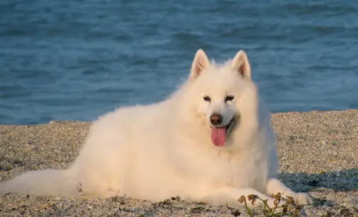 siberian samoyeds dog