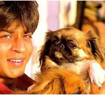 SRK dogs