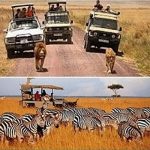 wildlife safari photo tours